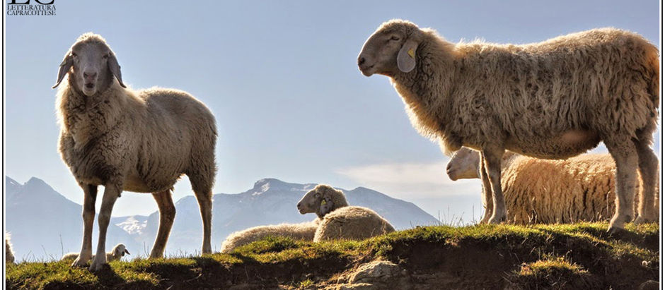 L'elogio della pezzata: vita di pastori