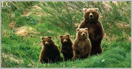 La presenza dell'orso bruno marsicano nel secolo XIX