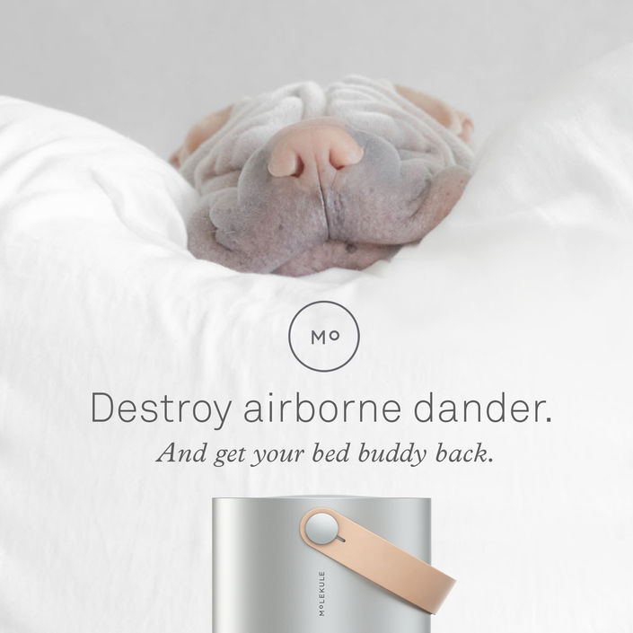 BedBuddy.jpg