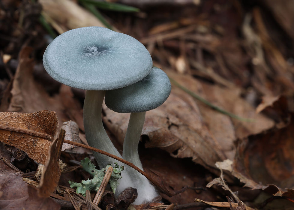 アオイヌシメジ