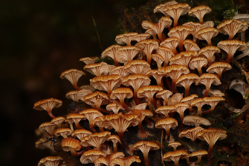 Xeromphalina