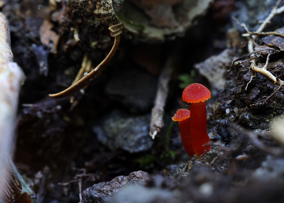 アカヤマタケ属