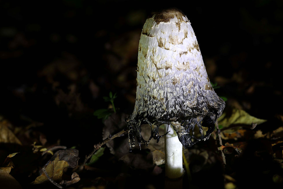 ササクレヒトヨタケ