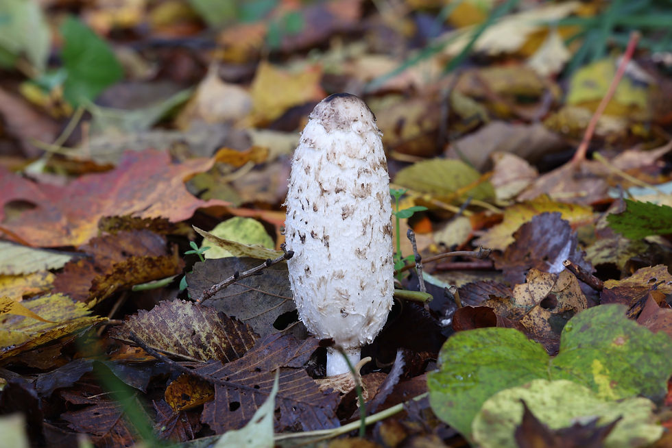 ササクレヒトヨタケ