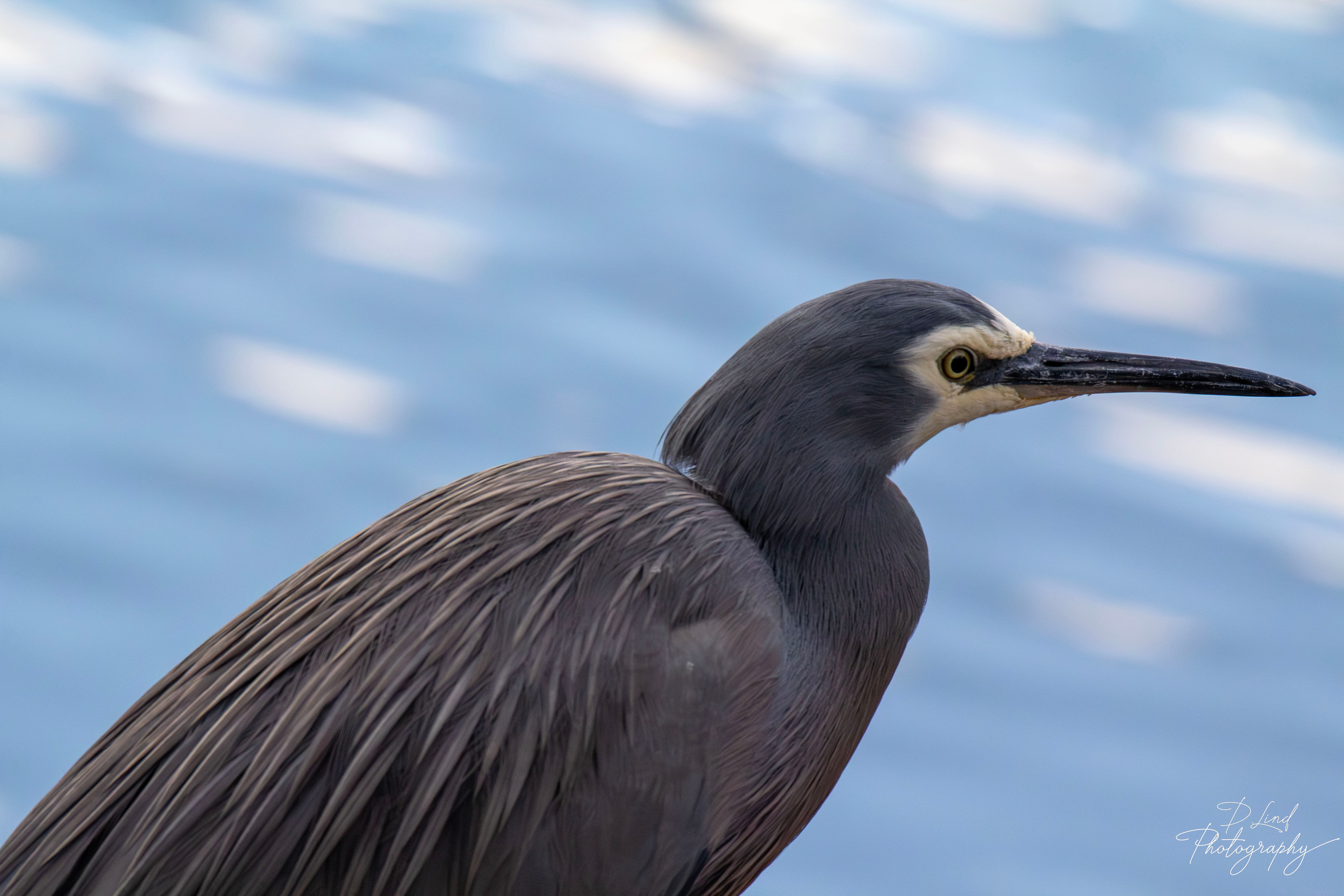 White faced heron Canvas print