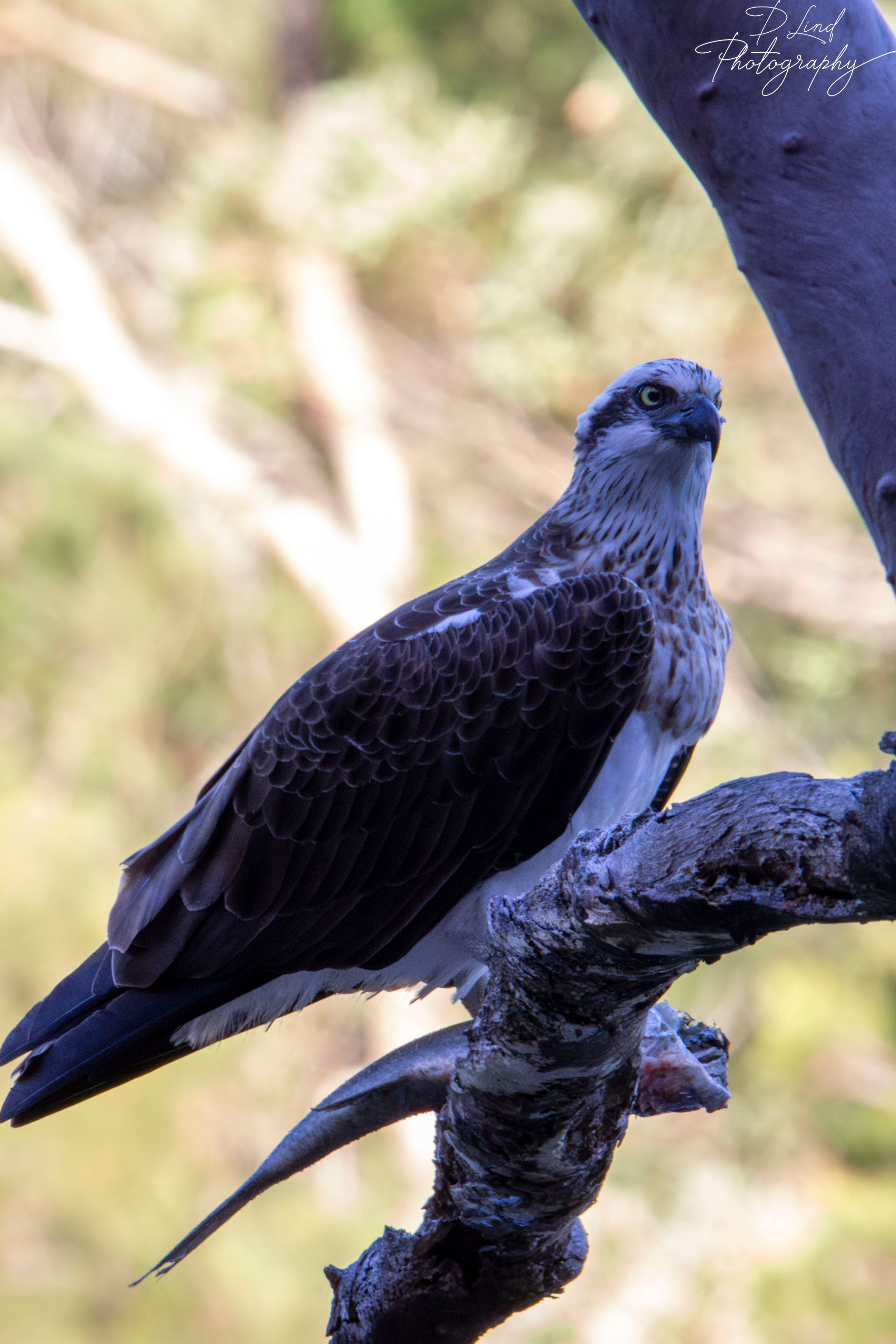 Eastern Osprey Lunchtime (Fine Print - Unframed)