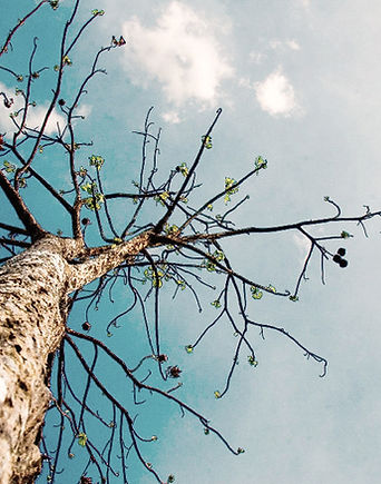 Tree Against Sky_edited.jpg