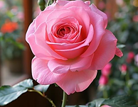 rose.png