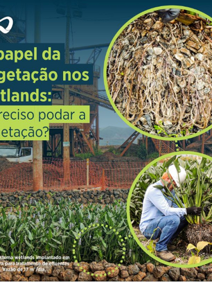 O papel da vegetação nos wetlands: é preciso podar a vegetação?