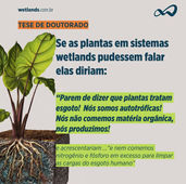 Tese de doutorado com o balanço nutricional nos wetlands