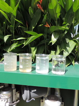 Para implantar um sistema wetlands, contrate uma empresa especializada na tecnologia