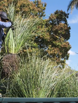 Wetlands verticais: conheça as fases e as vantagens destes filtros biológicos percoladores