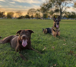 Athena and Grizzly