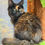 Thumbnail: Moonbeam  -  Black Tortie  - Female