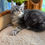 Thumbnail: Tessa - Blue Silver Classic Tabby Maine Coon Kitten - posed on a cat tree