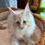 Thumbnail: Churro - Cream Silver Polydactyl Kitten - posed on cat tree