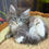 Thumbnail: Thumper -  Blue Silver Tabby Polydactyl - Male