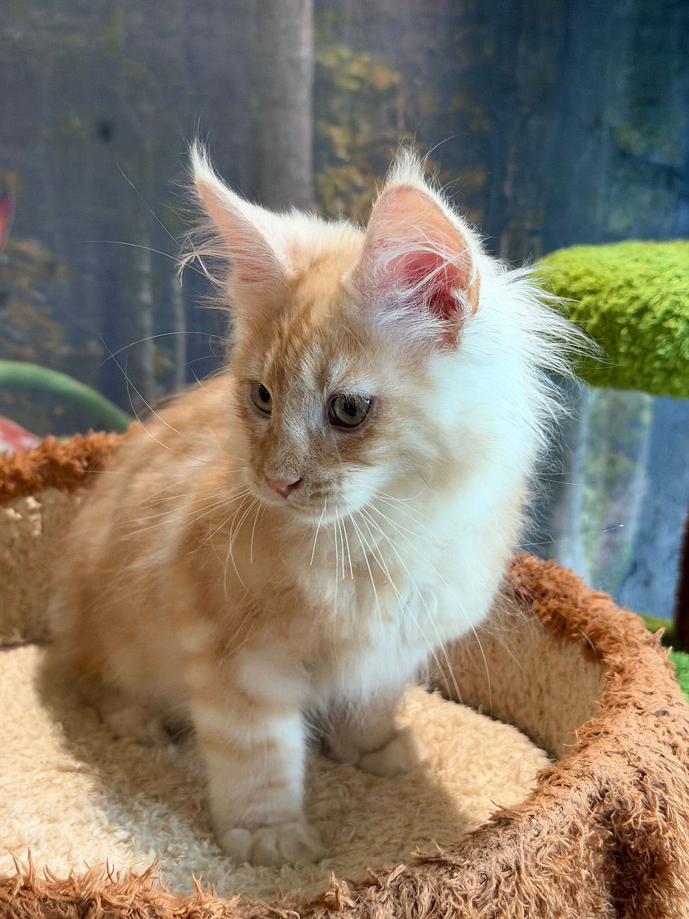 Thumbnail: Dune  -  Red Silver Classic Tabby  - Male