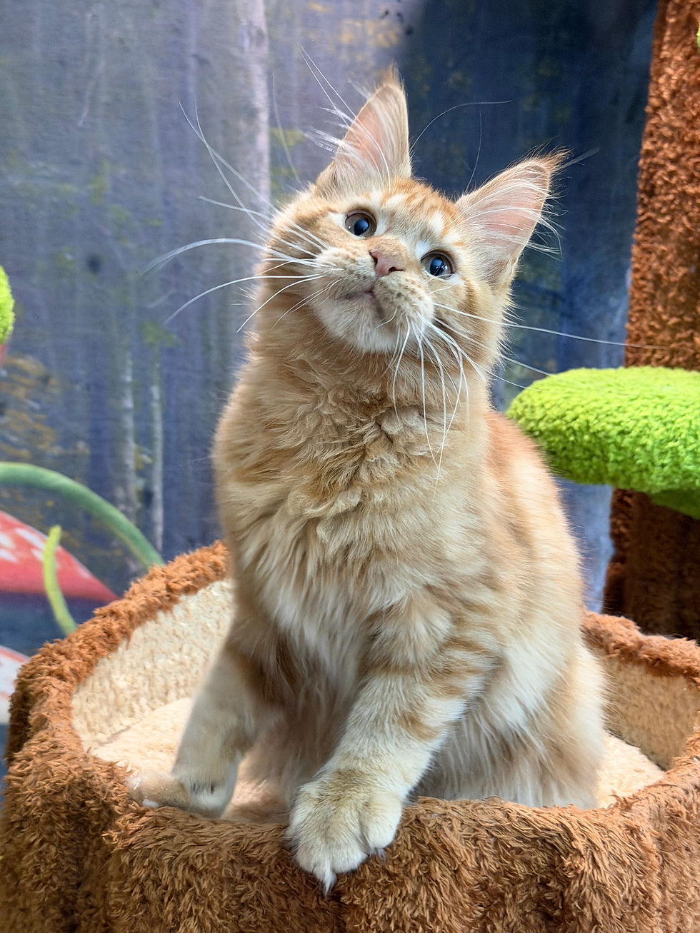 Thumbnail: Garfield  -  Red Classic Tabby  - Male