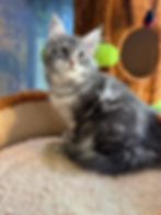 Tessa - Blue Silver Classic Tabby Maine Coon Kitten - posed on a cat tree