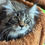 Thumbnail: Muffy - Maine Coon Kitten - Brown Marble Torbie - posed on cat tree
