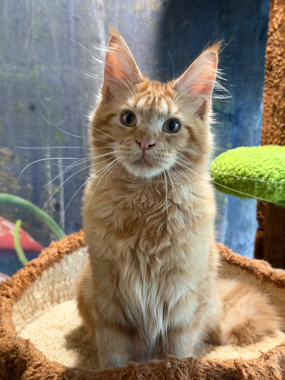 Thumbnail: Garfield  -  Red Classic Tabby  - Male