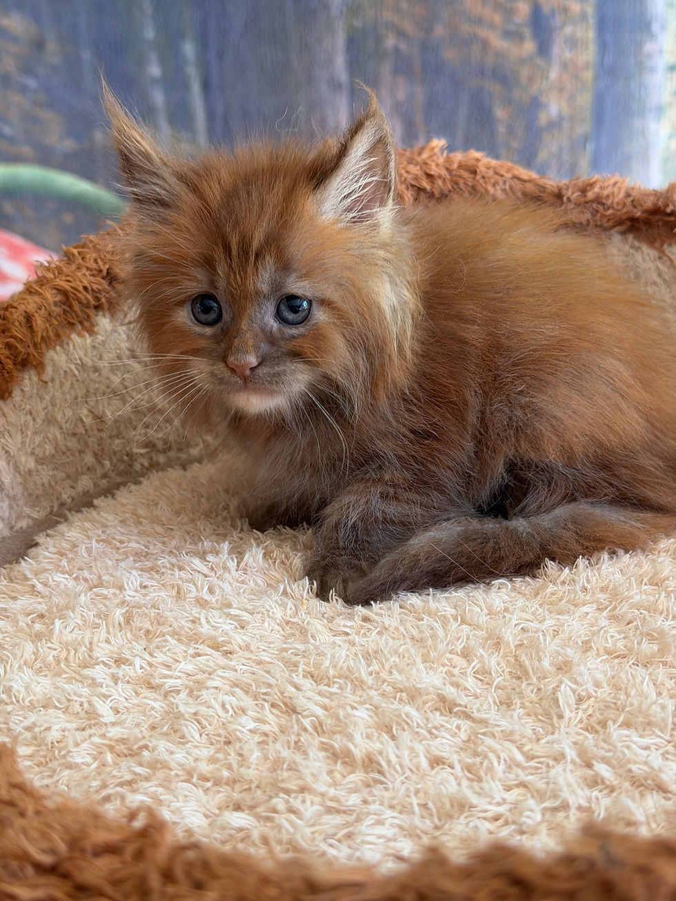 Thumbnail: Kiara  -  Red  Phoenix Tortie  -  Female