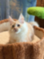 Thumbnail: Dune  -  Red Silver Classic Tabby  - Male