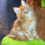 Thumbnail: Conan -  Red Tabby  - Male