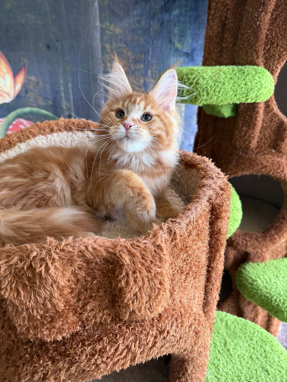 Thumbnail: Turbo -  Red Classic Tabby  - Male