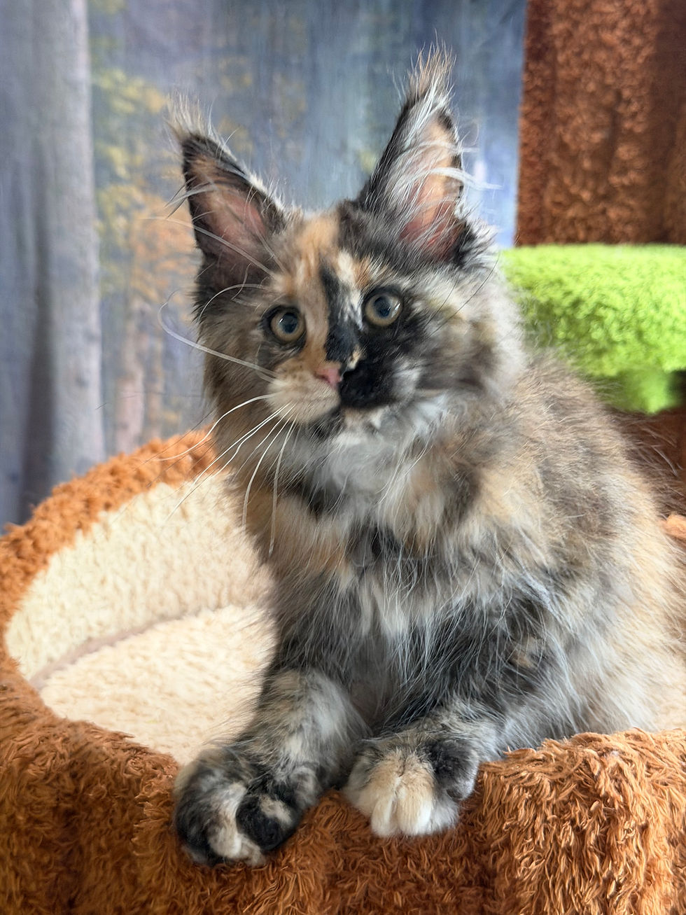 Thumbnail: Jovie  -  Black Tortie - Female
