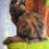 Thumbnail: Moonbeam  -  Black Tortie  - Female