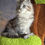 Thumbnail: Axel -  Black Silver Spotted Tabby Polydactyl - Male