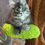 Thumbnail: Tinsel  -  Silver Classic Tabby Polydactyl Maine Coon Kitten - posed on a cat tree