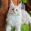 Thumbnail: Churro - Cream Silver Polydactyl Kitten - posed on cat tree