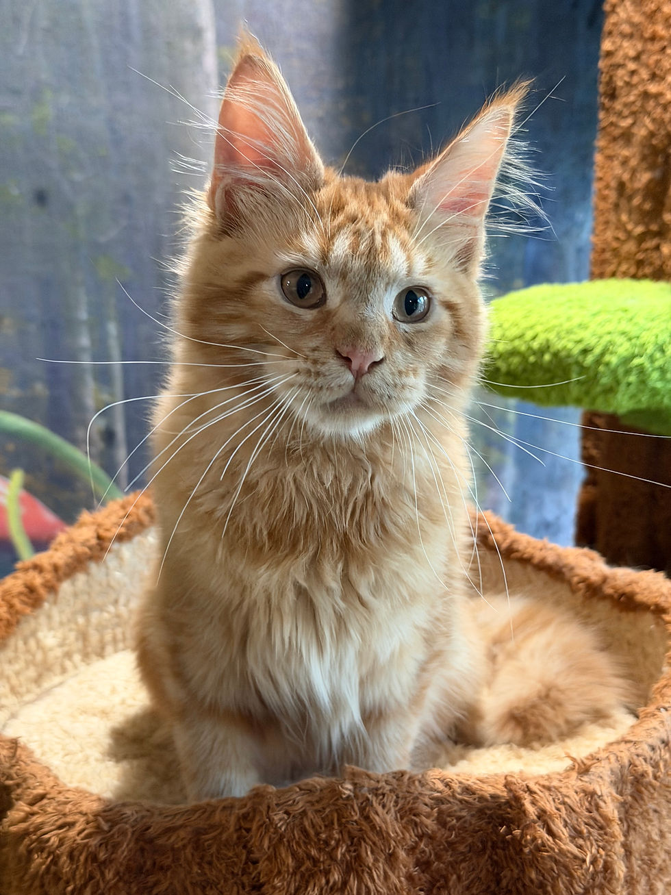Thumbnail: Garfield  -  Red Classic Tabby  - Male
