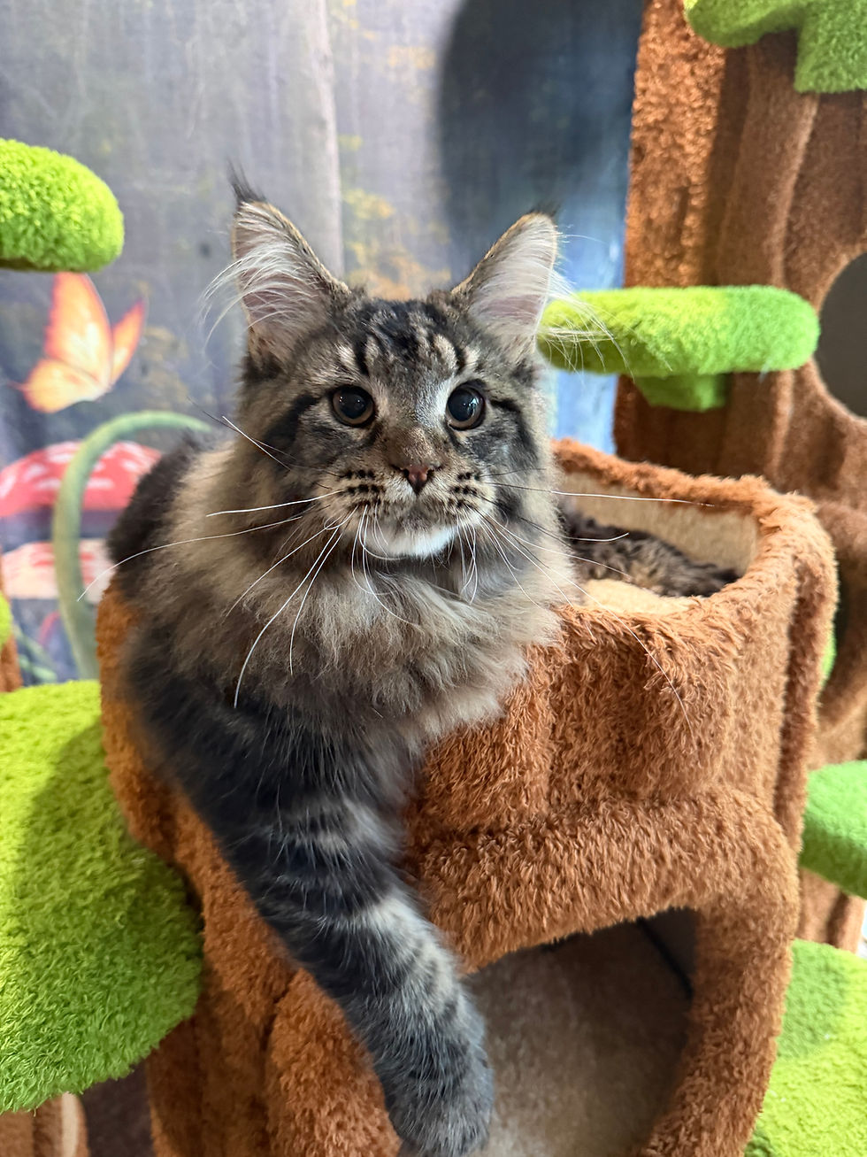 Thumbnail: Bugatti -  Brown Classic Tabby - Polydactyl - Male