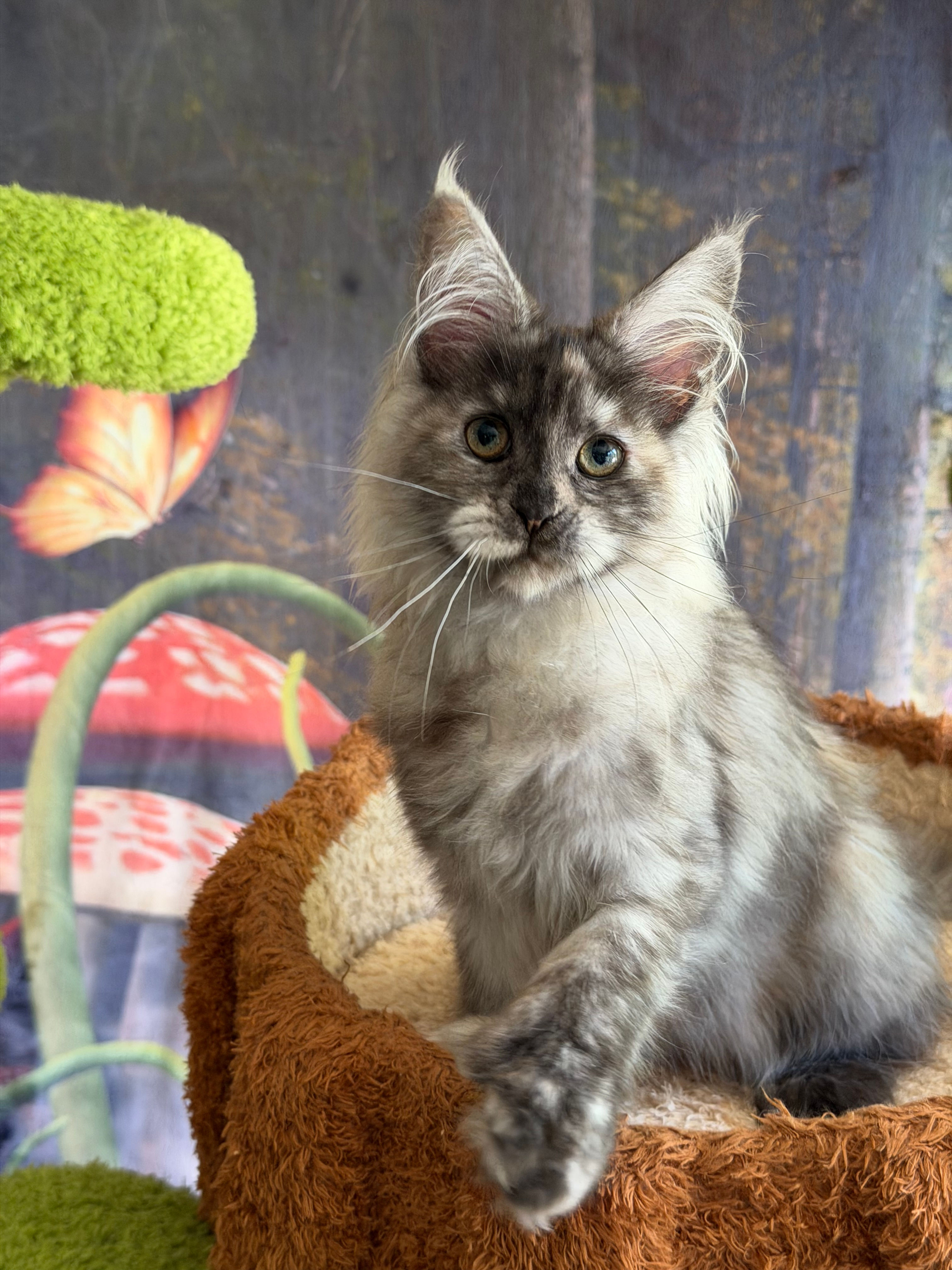 Cinder -  Black Tortie Smoke  - Female