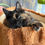 Thumbnail: Moonbeam  -  Black Tortie  - Female