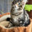 Thumbnail: Neptune  -  Blue Eyed Brown Classic Tabby  - Male