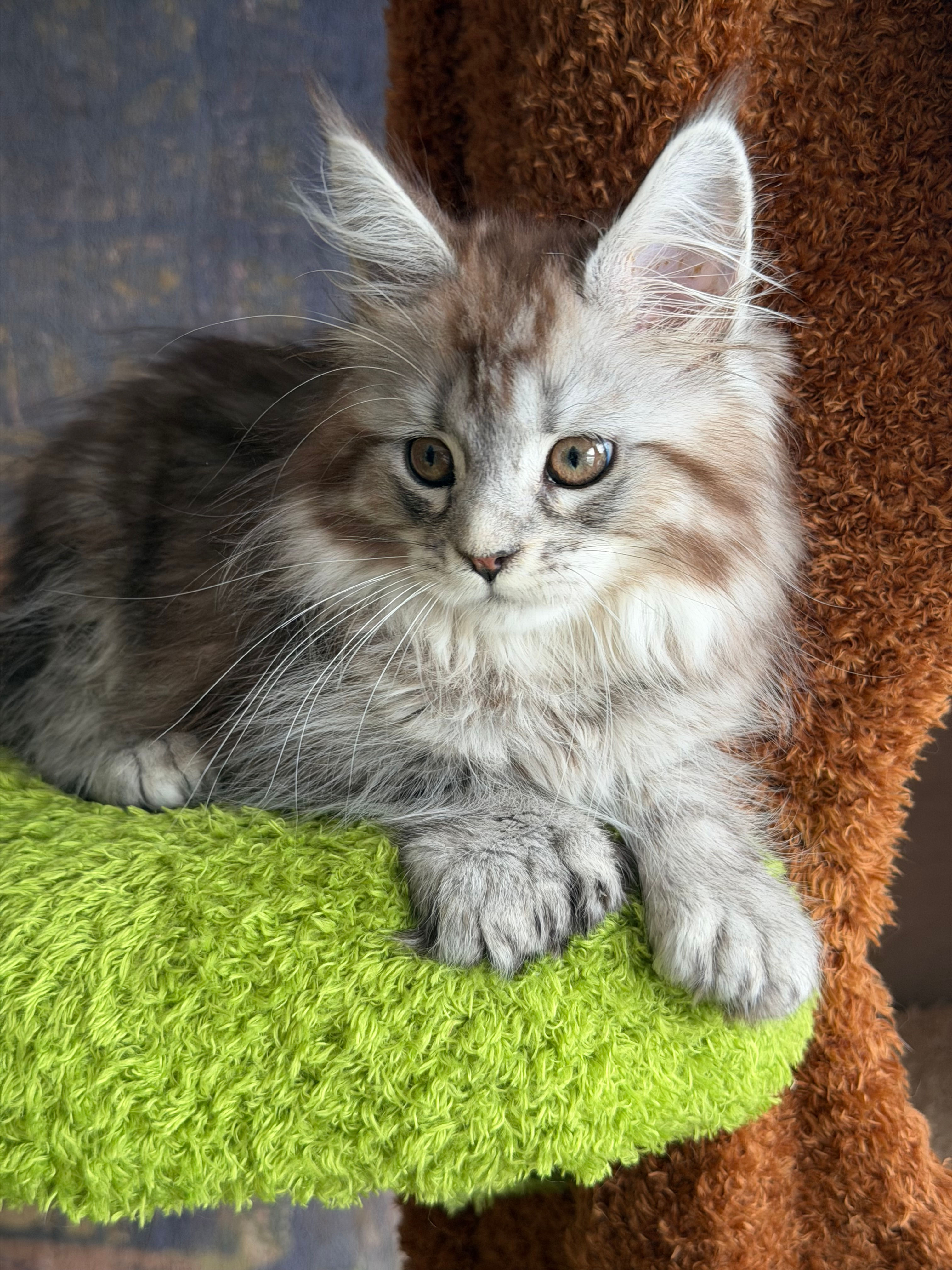 Axel -  Black Silver Spotted Tabby Polydactyl - Male