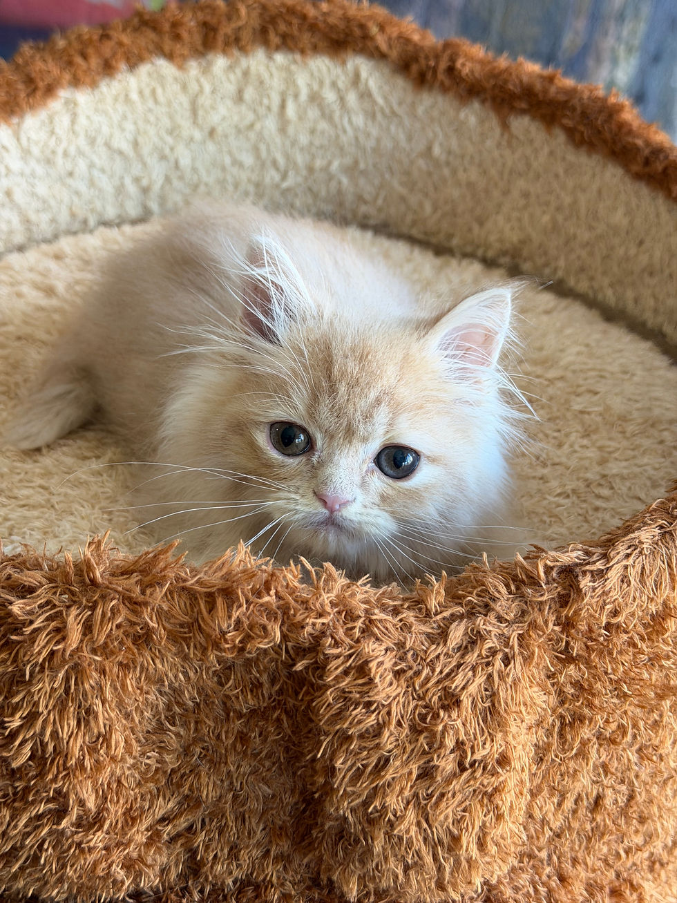 Mojo -  Regular Legs -Male