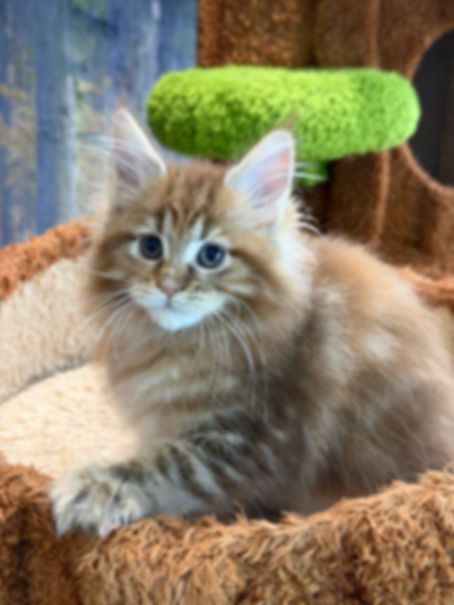 Sapphira -  Phoenix Classic Tabby - Female