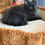 Thumbnail: Black Male Polydactyl Kitten for Sale at Tassel Castle Maine Coon - Located in Indiana (Nationwide shipping available)