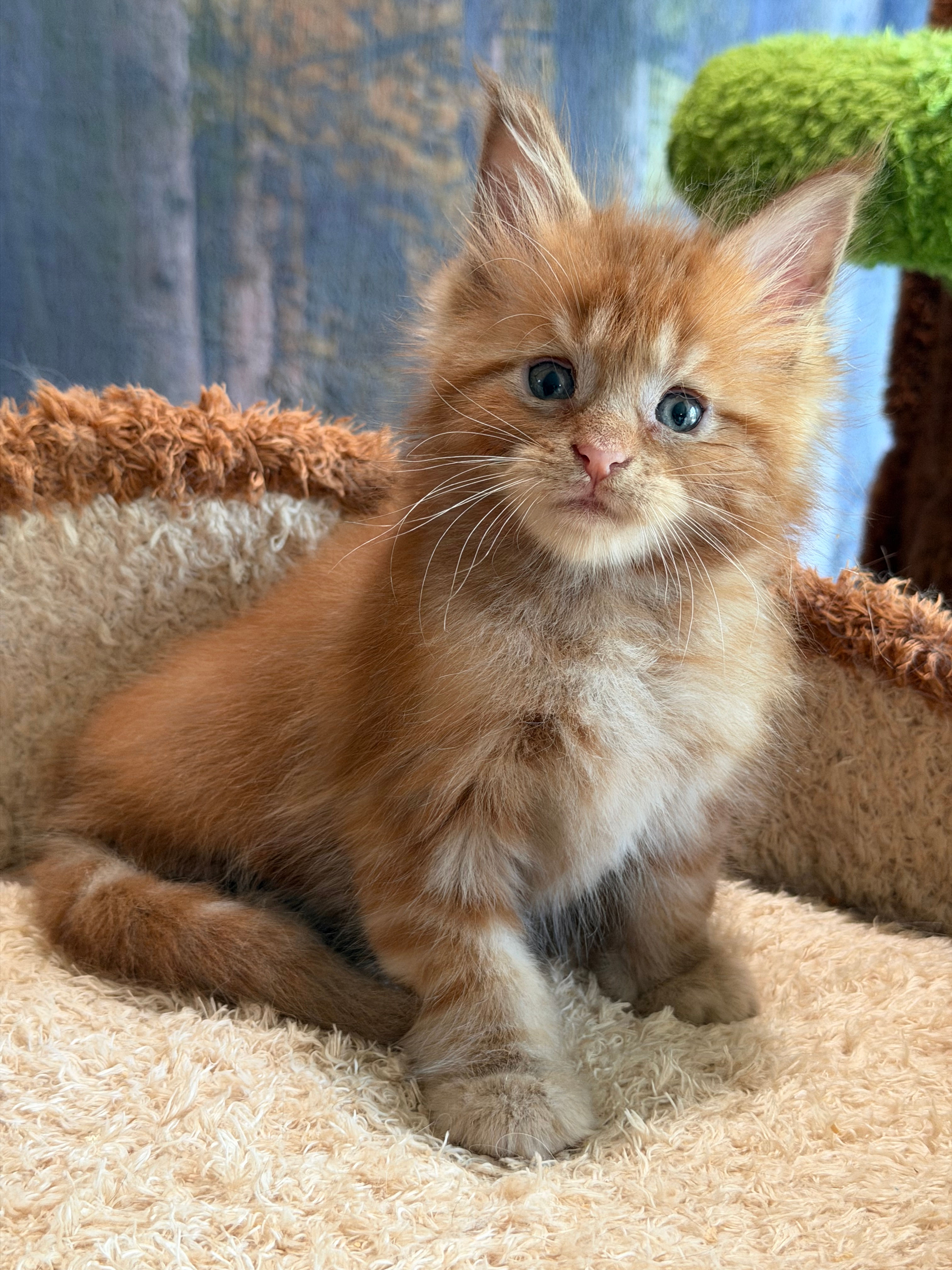 Kovu -  Red   - Male
