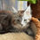 Thumbnail: Axel -  Black Silver Spotted Tabby Polydactyl - Male