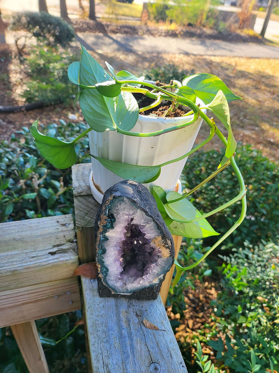 Thumbnail: Good Vibes Plant-Pothos