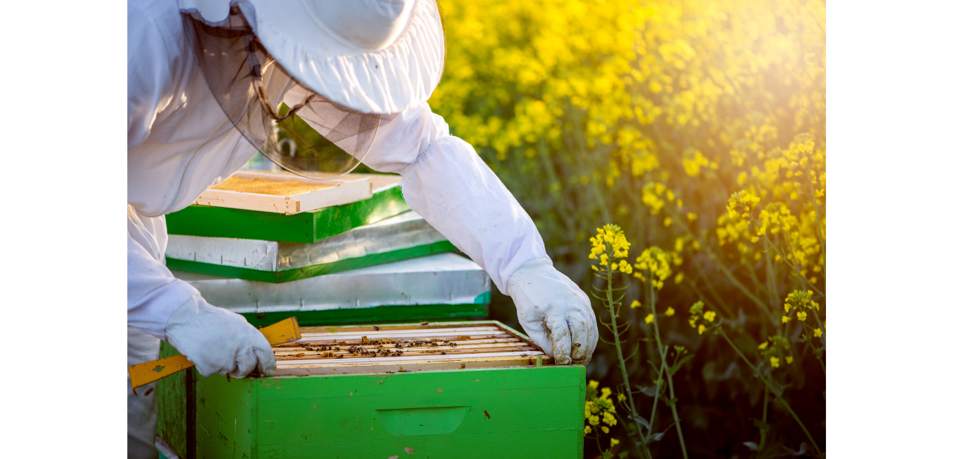 Basic Honey Bee Course