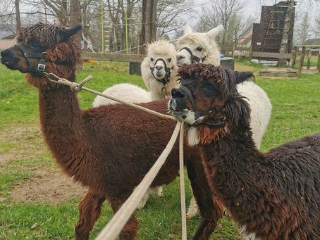 Im Einklang mit Tier und Natur: Zu Besuch bei Farma Alpaka