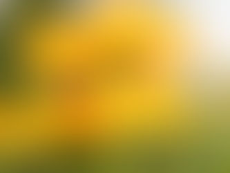 Bienenrettung leicht gemacht!: Hektar Nektar